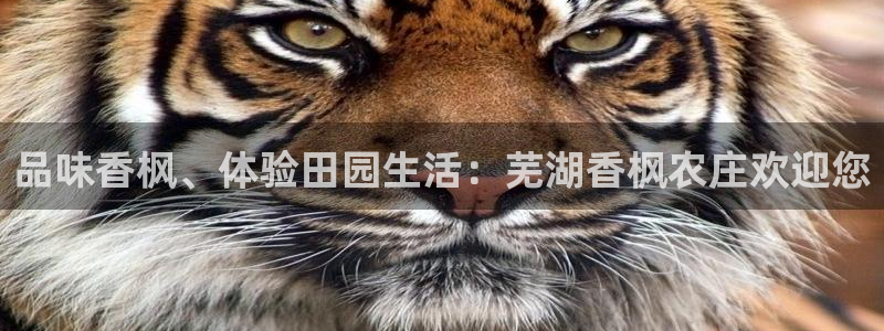 搜索 九游会
