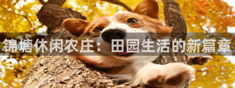 九游会体育滚球