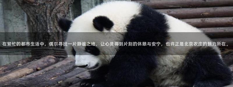 九游会 官网ag