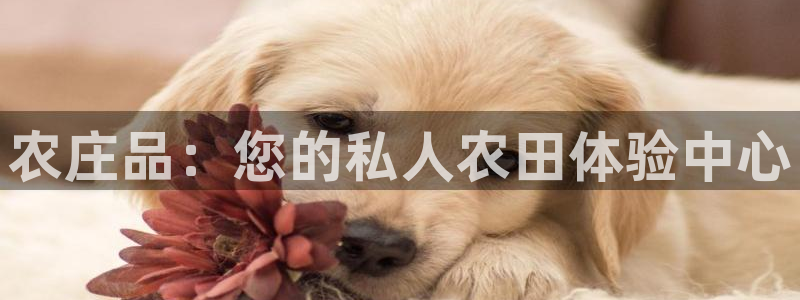 九游会体育官方网站