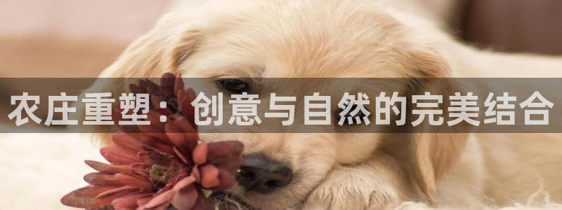 九游会平台如何