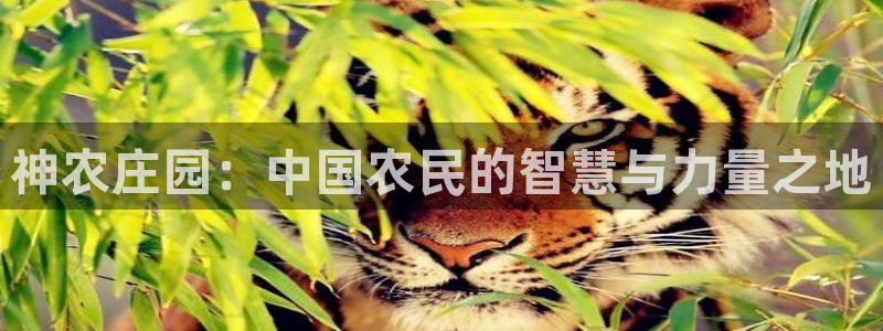 九游会app在线下载