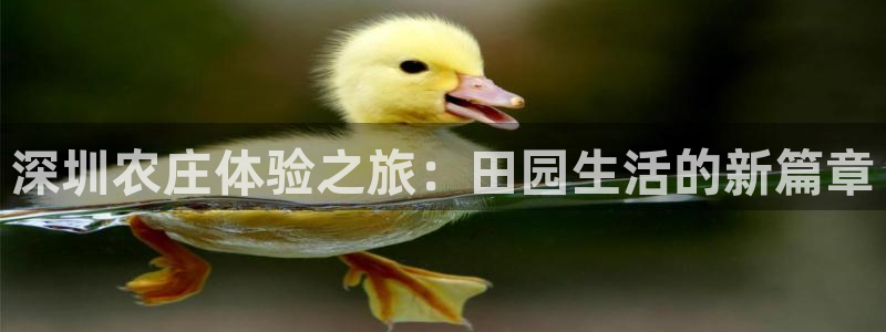 九游会平台洗钱