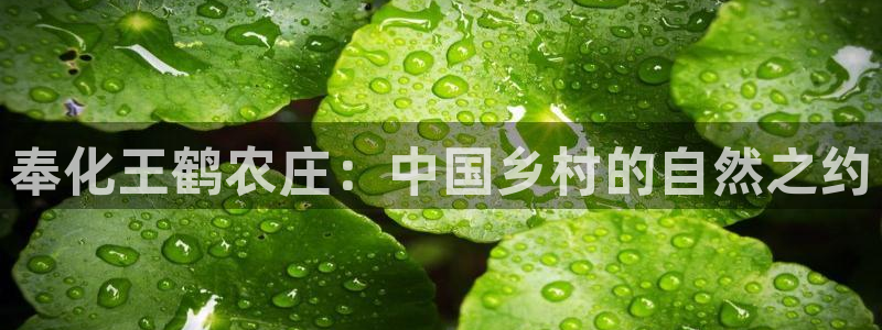 九游真人会